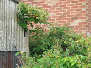 Japanese Knotweed removal against a brick building