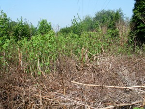 Japanese Knotweed removal - 