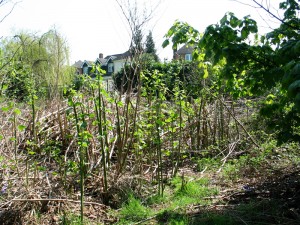 Knotweed behind some houses