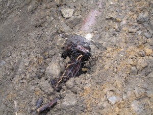 Knotweed next to underground pipe and rubble