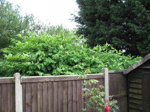 Knotweed against a garden fence