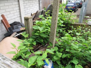 Japanese Knotweed treatment at the homw