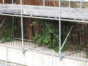 Knotweed in scaffolding