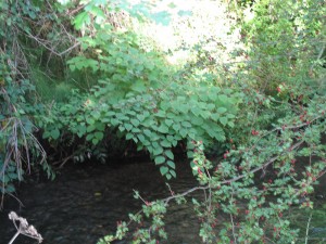 Japanese Knotweed treatment near a river