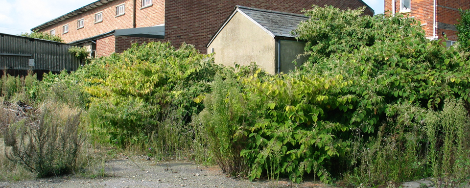 Knotweed