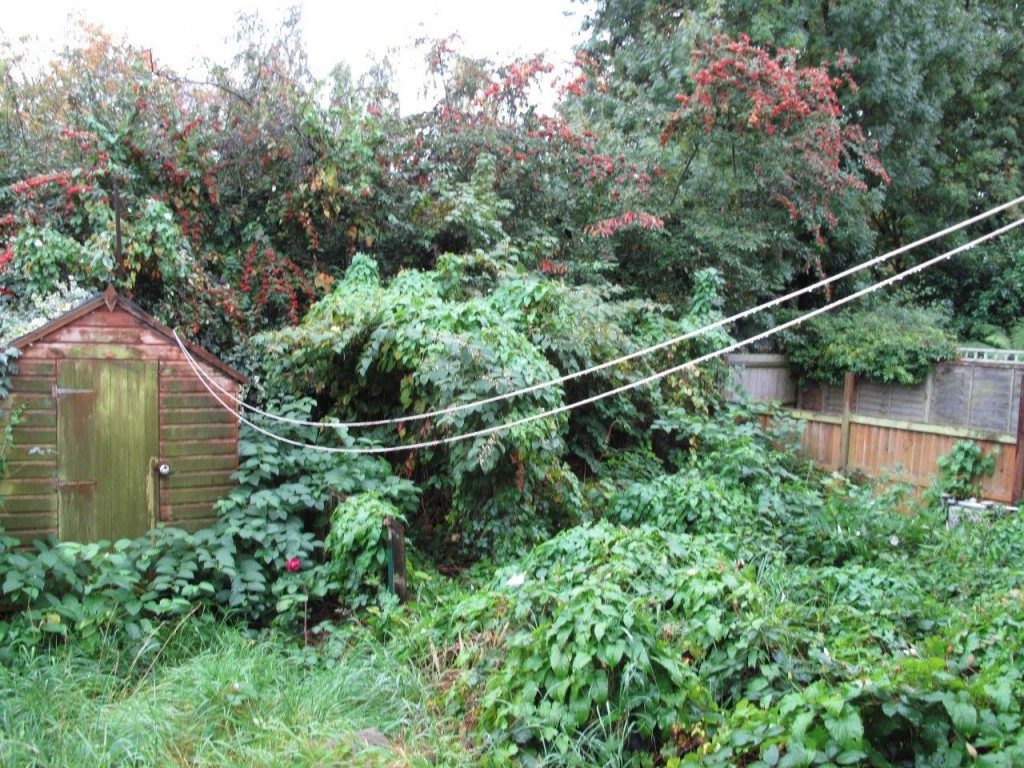 knotweed in back garden